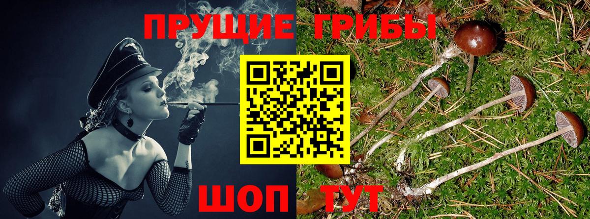 Псилоцибиновые грибы Psilocybe Мичуринск